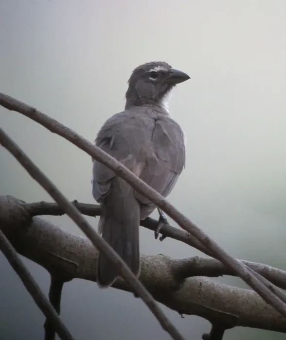 File:Saltator coerulescens Saltador papayero Greyish Saltator (7031794081).jpg