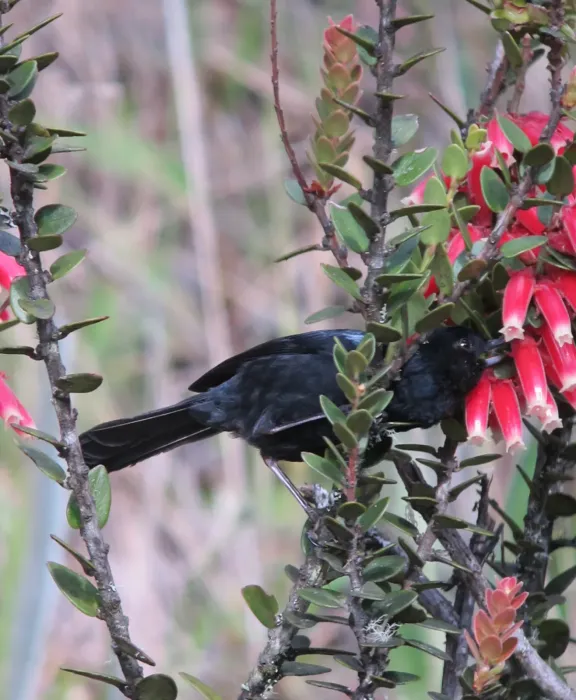 File:Diglossa lafresnayii Picaflor lustroso Glossy Flowerpiercer (6790046970).jpg