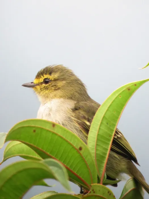 File:Zimmerius chrysops Tiranuelo cejiamarillo Golden-faced Tyrannulet (6787257156).jpg