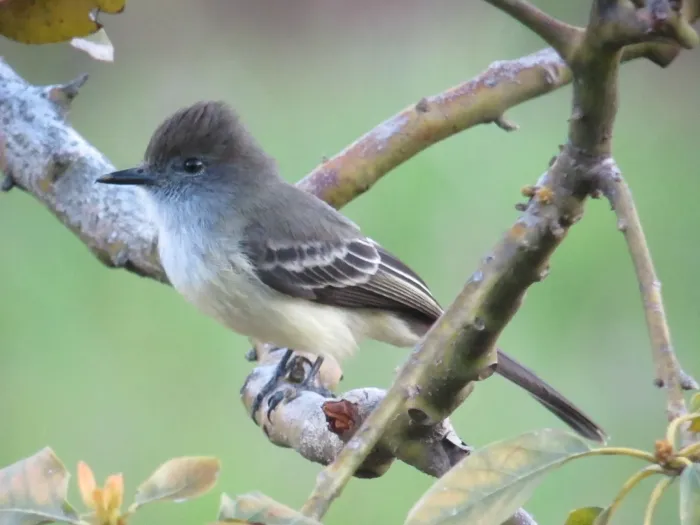 File:Myiarchus cephalotes Atrapamoscas montañero Pale-edged Flycatcher (6933263867).jpg