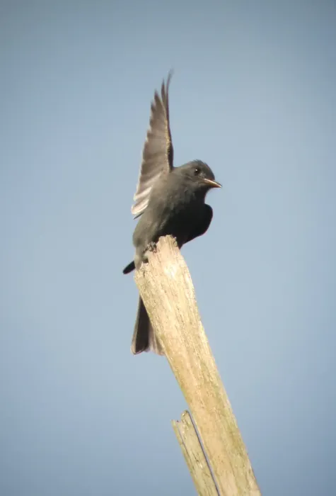File:Contopus fumigatus Pibí oscuro Smoke-colored Pewee (6913114529).jpg