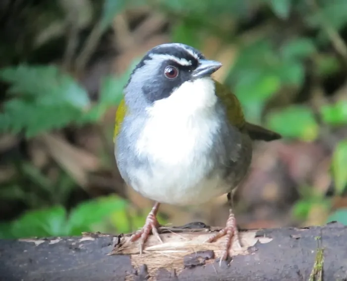 File:Arremon assimilis Gorrión montés listado Grey-browed Brush-Finch (6905651279).jpg