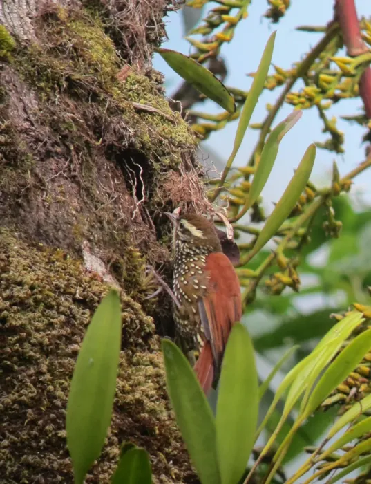 File:Margarornis squamiger Corretroncos perlado Pearled Treerunner (6898258513).jpg