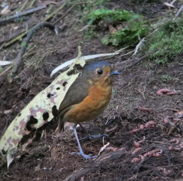 File:Grallaricula nana Tororoi enano Slate-crowned Antpitta (6897389243).jpg