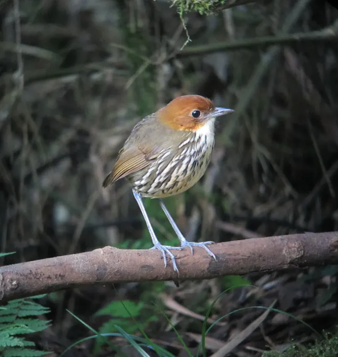 File:Grallaria ruficapilla Tororoi comprapán Chestnut-crowned Antpitta (6897388593).jpg