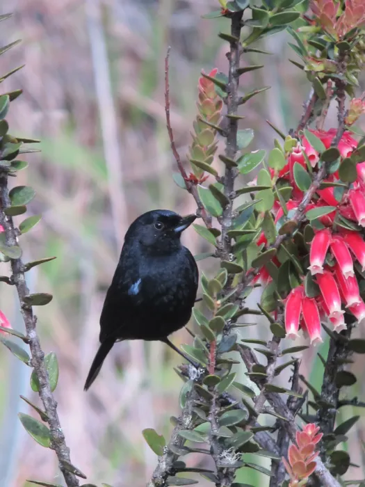 File:Diglossa lafresnayii Picaflor lustroso Glossy Flowerpiercer (6865789707).jpg