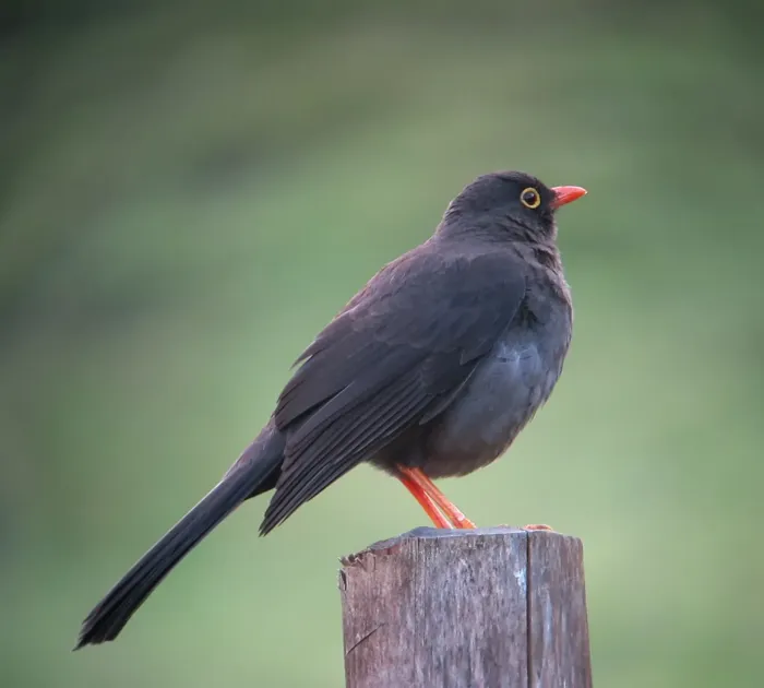 File:Turdus fuscater Mirla patinaranja Great Thrush ( male ) (6781603667).jpg