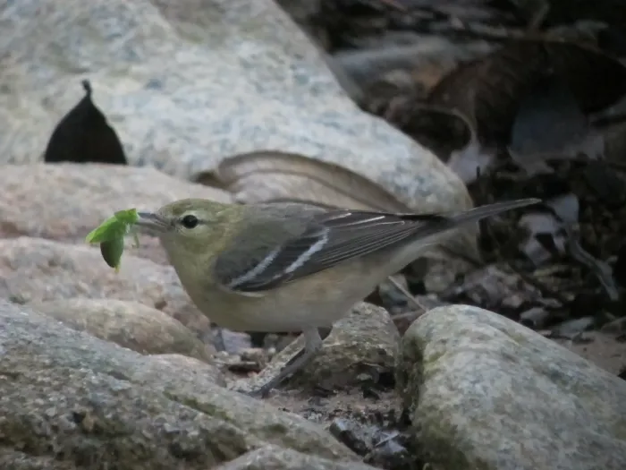 File:Setophaga castanea Reinita castaña Bay-breasted Warbler (6771263959).jpg