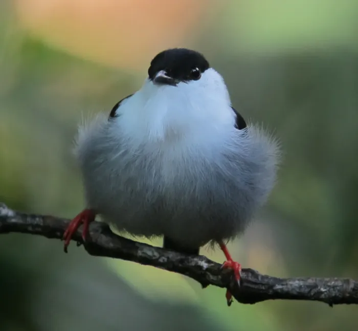 File:Manacus manacus Saltarín barbiblanco White-bearded Manakin (male) (6768344911).jpg