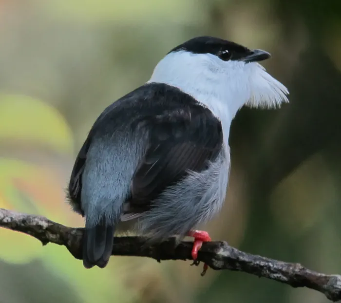 File:Manacus manacus Saltarín barbiblanco White-bearded Manakin (male) (6768345289).jpg