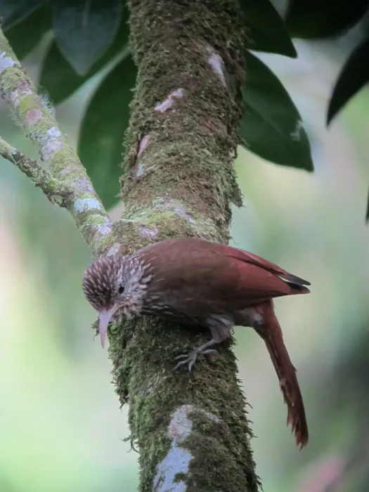 File:Lepidocolaptes souleyetii Trepatroncos campestre Streak-headed Woodcreeper (6767538077).jpg