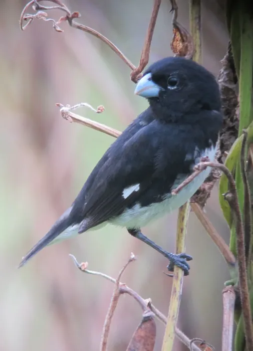 File:Sporophila luctuosa Espiguero negriblanco Black-and-White Seedeater (6630878945).jpg