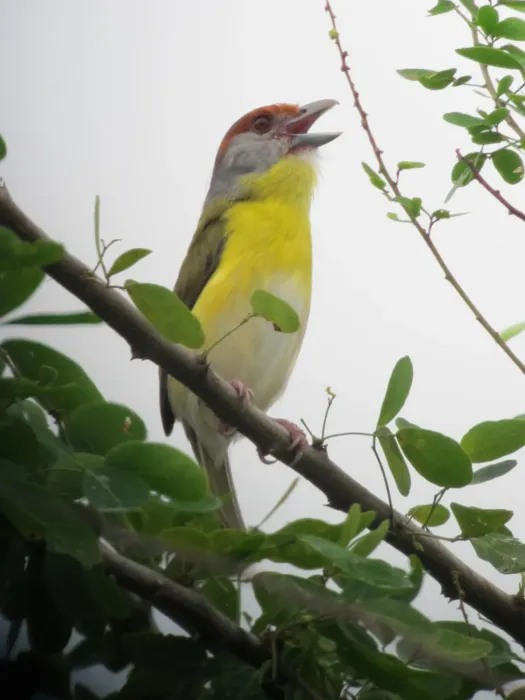 File:Cyclarhis gujanensis Verderón cejirrufo Rufous-browed Peppershrike (6556109791).jpg