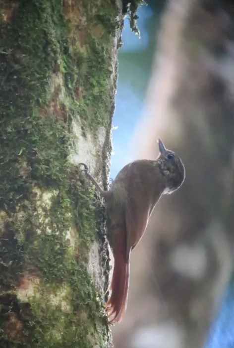 File:Glyphorynchus spirurus Trepatrocos pico de cuña Wedge-billed Woodcreeper (8114530199).jpg
