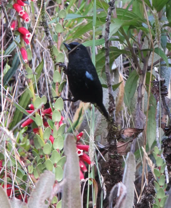 File:Diglossa lafresnayii Picaflor lustroso Glossy Flowerpiercer (7949066330).jpg