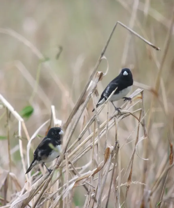 File:Sporophila luctuosa Espiguero negriblanco Black-and-White Seedeater (7871957496).jpg