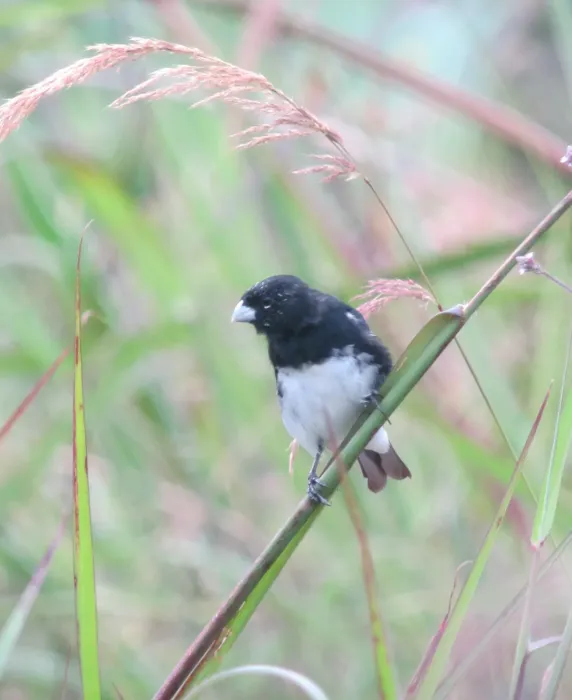 File:Sporophila luctuosa Espiguero negriblanco Black-and-White Seedeater (7871958164).jpg