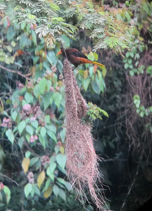 File:Psarocolius angustifrons Oropéndola variable Russet-backed Oropendola (7618773500).jpg