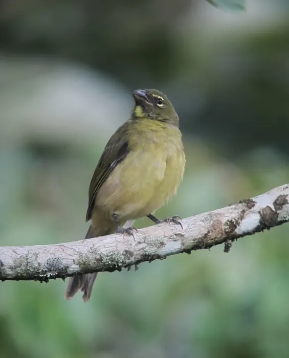 File:Saltator coerulescens Saltador papayero Greyish Saltator (7587117712).jpg