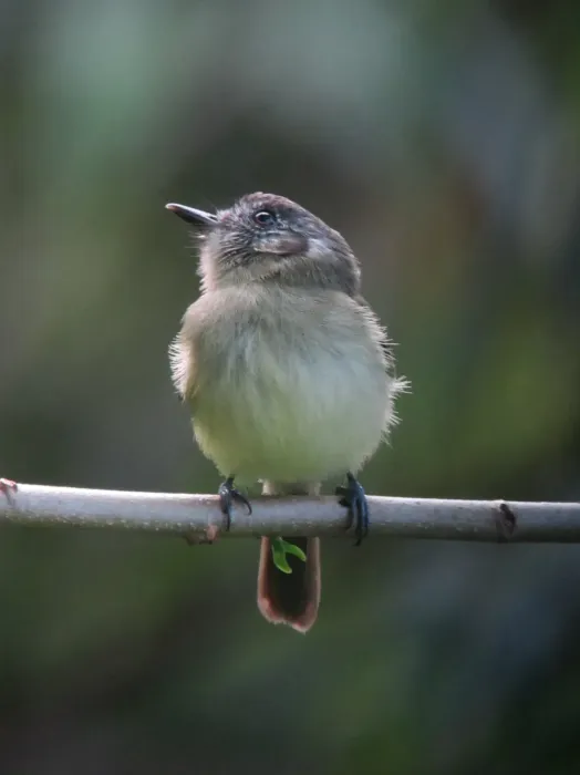 File:Leptopogon superciliaris Atrapamoscas orejinegro Slaty-capped Flycatcher (7586968834).jpg