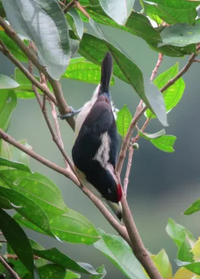 File:Capito hypoleucus Torito dorsiblanco White-mantled Barbet (7586776620).jpg