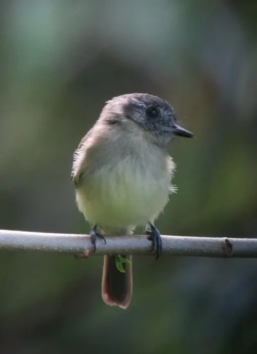 File:Leptopogon superciliaris Atrapamoscas orejinegro Slaty-capped Flycatcher (7493769270).jpg
