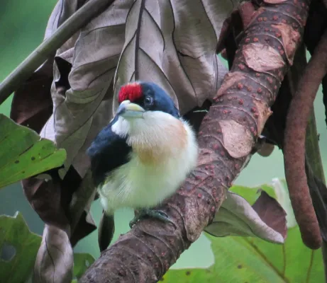 File:Capito hypoleucus Torito dorsiblanco White-mantled Barbet (7425204428).jpg