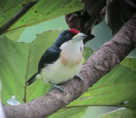 File:Capito hypoleucus Torito dorsiblanco White-mantled Barbet (7421765472).jpg