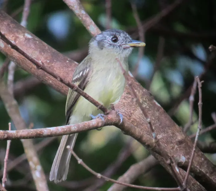 File:Leptopogon superciliaris Atrapamoscas orejinegro Slaty-capped Flycatcher (7381913234).jpg
