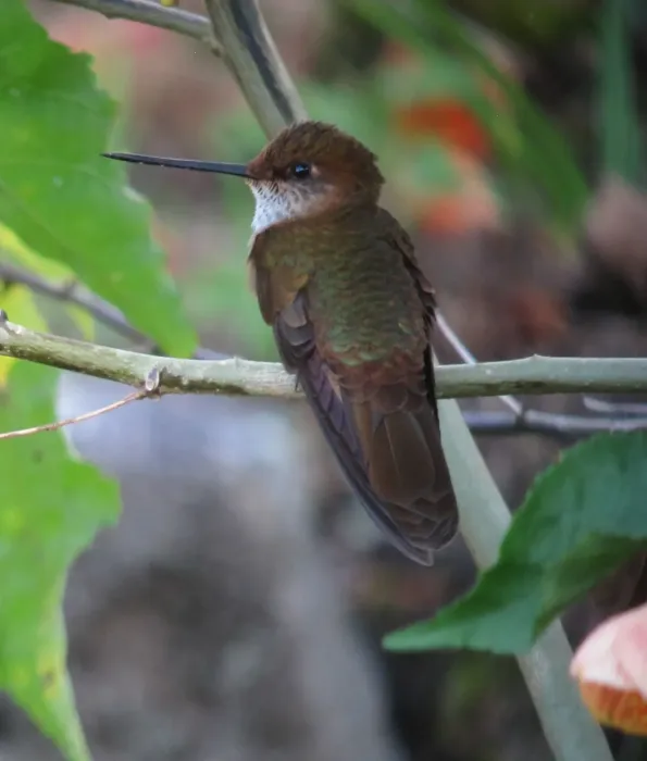 File:Coeligena coeligena Inca bronceado Bronzy Inca (9222954943).jpg