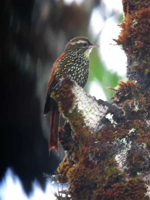 File:Margarornis squamiger Corretroncos perlado Pearled Treerunner (9079891872).jpg