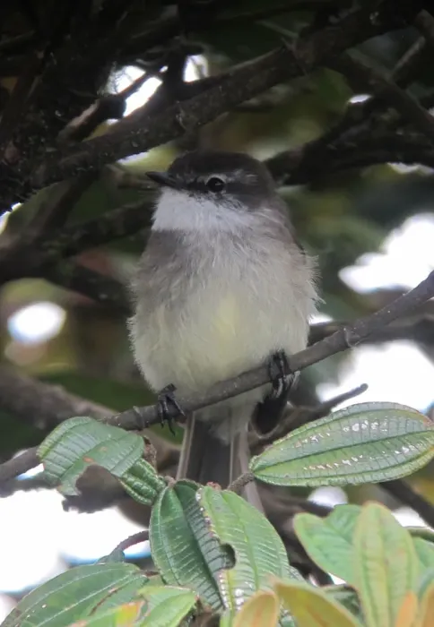 File:Mecocerculus leucophrys Tiranuelo gorgiblanco White-Throated Tyrannulet (9051047087).jpg