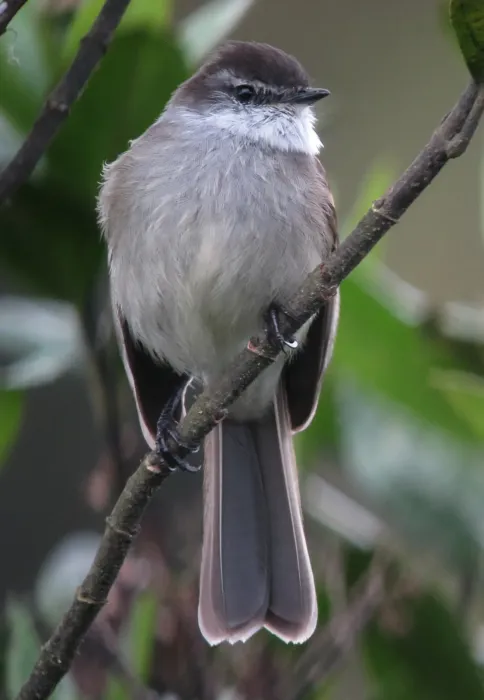 File:Mecocerculus leucophrys Tiranuelo gorgiblanco White-Throated Tyrannulet (9050827045).jpg