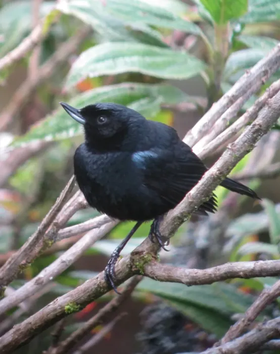 File:Diglossa lafresnayii Picaflor lustroso Glossy Flowerpiercer (9053010288).jpg