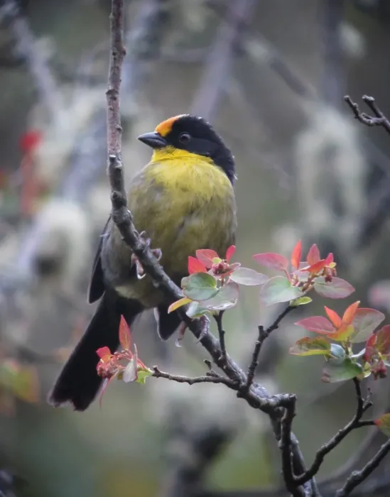 File:Atlapetes pallidinucha Gorrión-montés cabeciblanco Pale-naped Brush-Finch (9040202133).jpg