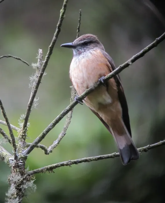 File:Myiotheretes striaticollis Atrapamoscas chiflaperro Streak-throated Bush-Tyrant (8995051375).jpg