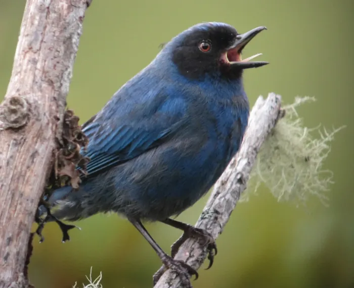 File:Diglossa cyanea Picaflor de antifaz Masked Flowerpiercer (8950927636).jpg