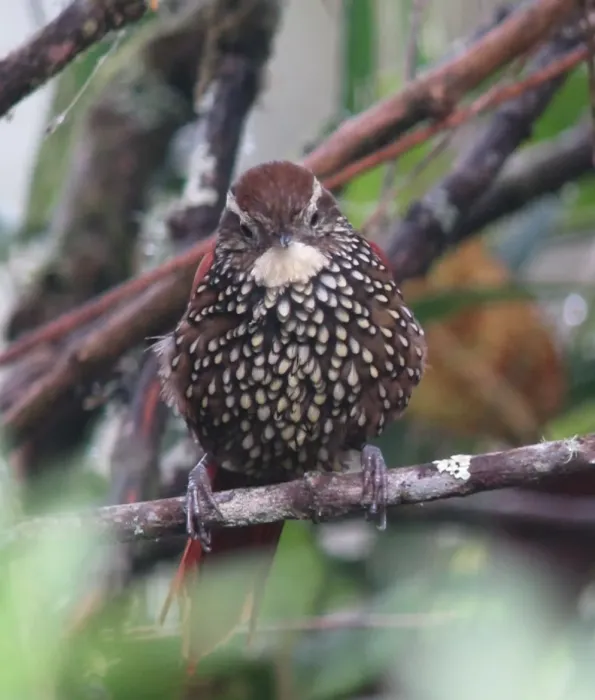 File:Margarornis squamiger Corretroncos perlado Pearled Treerunner (8749693719).jpg