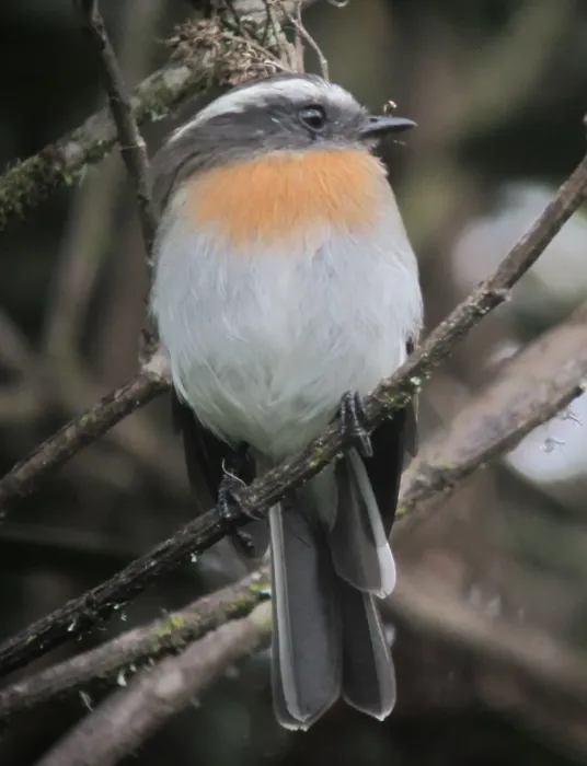 File:Ochthoeca rufipectoralis Pitajo pechirrufo Rufous-breasted Chat-Tyrant (8749639265).jpg