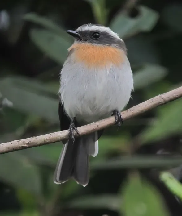 File:Ochthoeca rufipectoralis Pitajo pechirrufo Rufous-breasted Chat-Tyrant (8750729914).jpg
