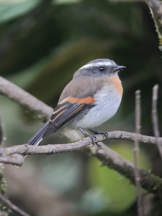 File:Ochthoeca rufipectoralis Pitajo pechirrufo Rufous-breasted Chat-Tyrant (8750730372).jpg