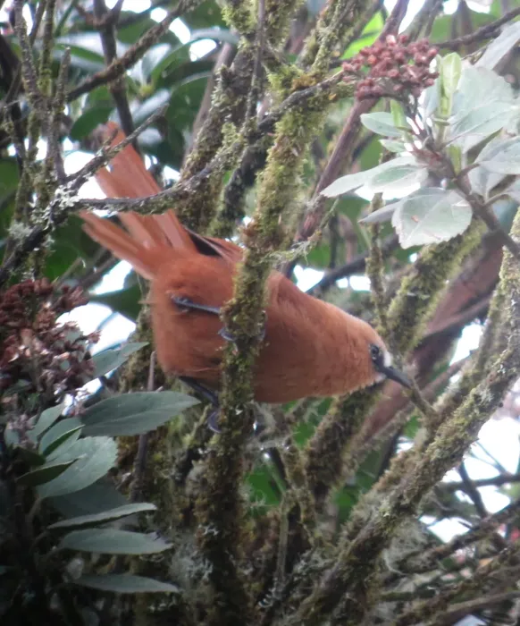 File:Cinnycerthia unirufa Cucarachero rufo Rufous Wren (8743143726).jpg