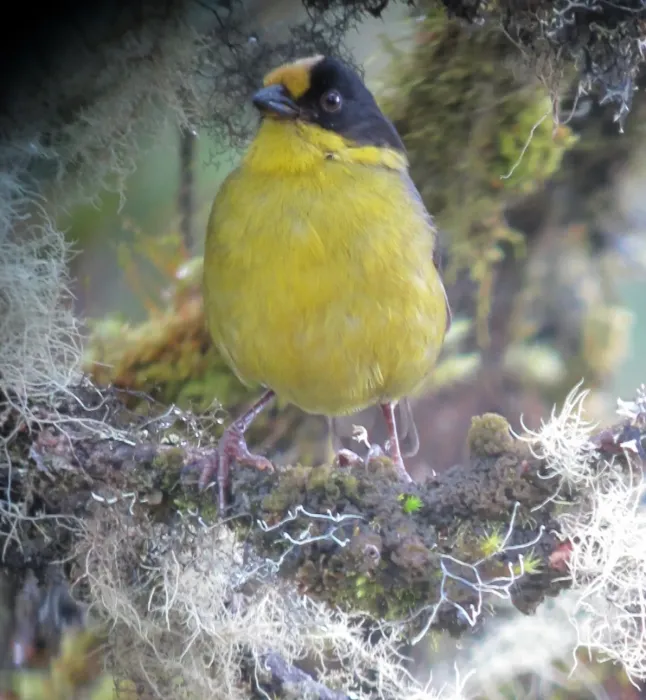 File:Atlapetes pallidinucha Gorrión-montés cabeciblanco Pale-naped Brush-Finch (8742027939).jpg