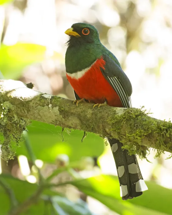 File:Masked Trogon (Trogon personatus) (19366189139).jpg