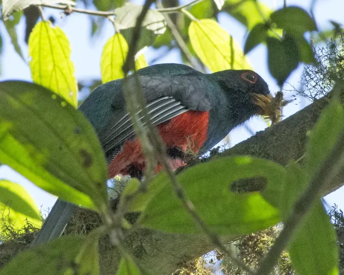 File:Masked Trogon (Trogon personatus) (20135981872).jpg