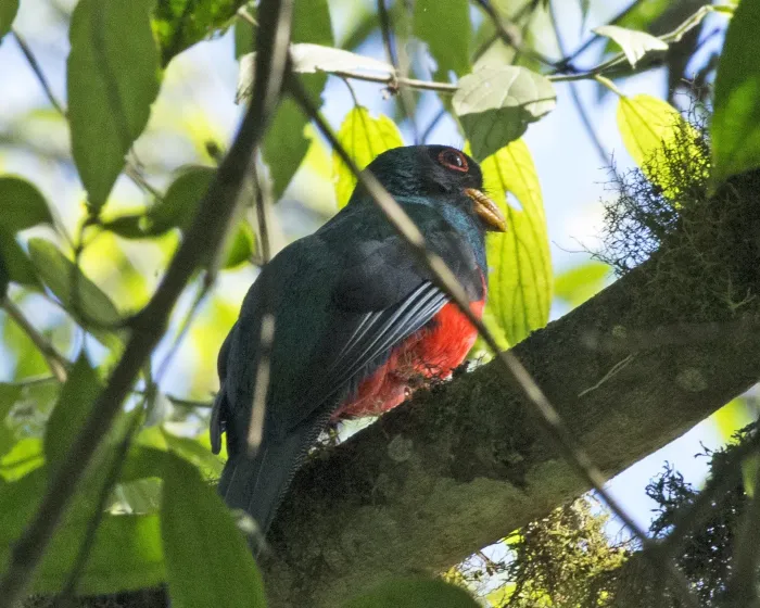 File:Masked Trogon (Trogon personatus) (20144035995).jpg
