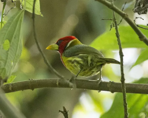File:Red-headed Barbet (Eubucco bourcierii) (19366227339).jpg