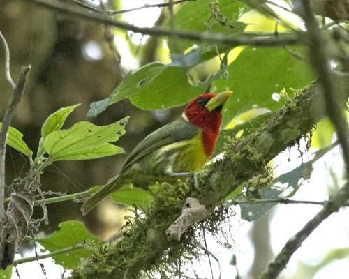 File:Red-headed Barbet (Eubucco bourcierii) (19545972802).jpg