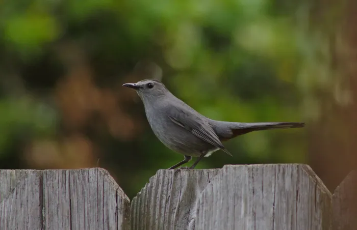 File:The gray catbird (Dumetella carolinensis).jpg
