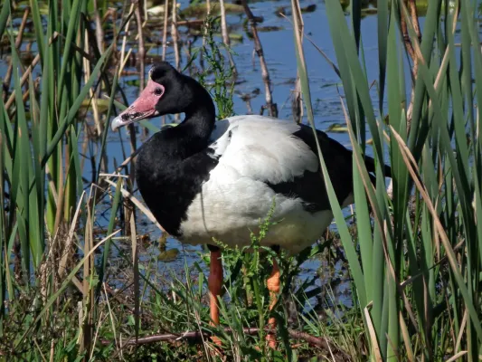 File:Anseranas semipalmata -Edithvale Wetland, Melbourne, Australia-8.jpg